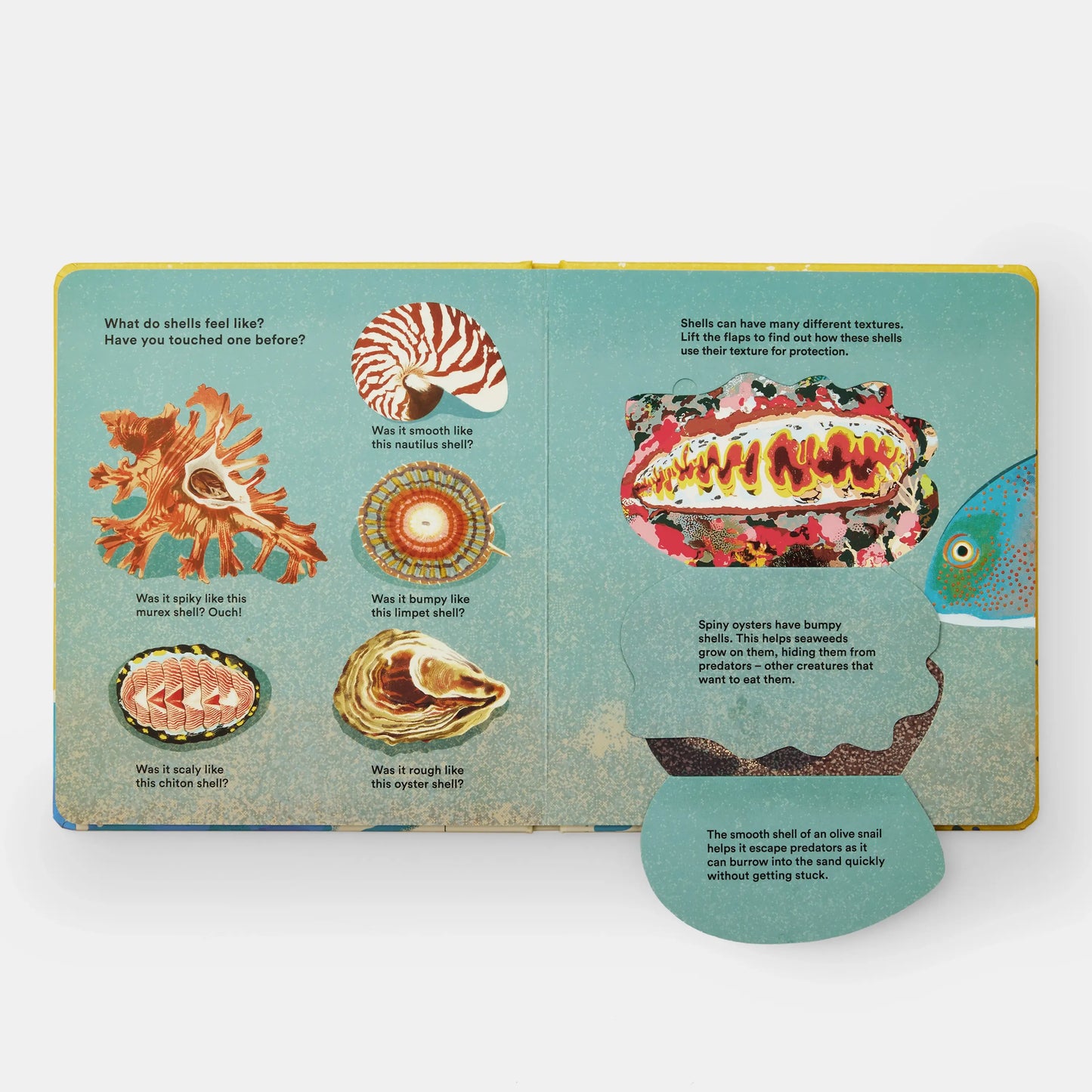 Shells and What They Hide Inside